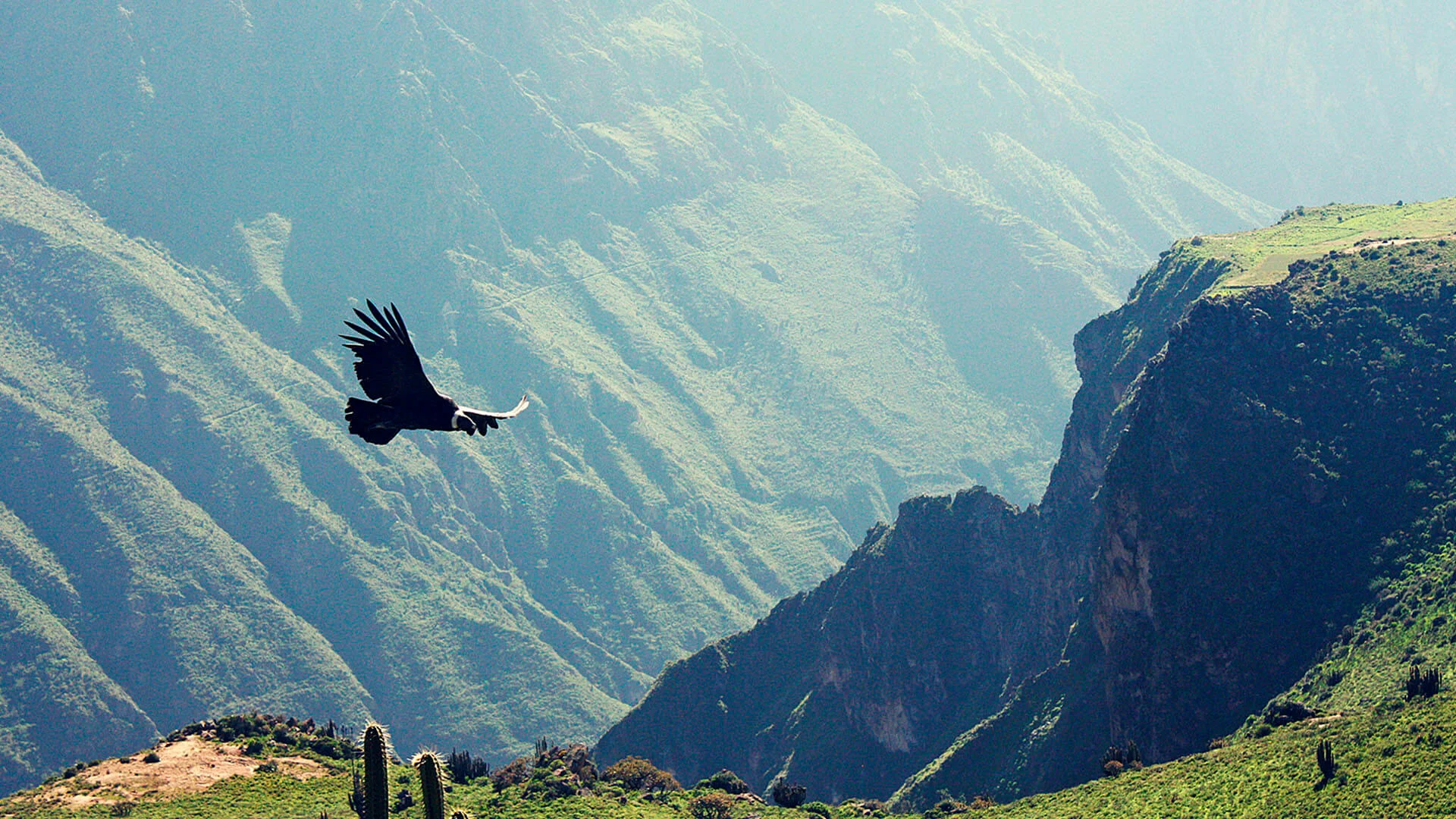 Tour Cañon of the Colca - Peruvian Paths & Adventures